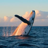Dolphin & Whale Watching