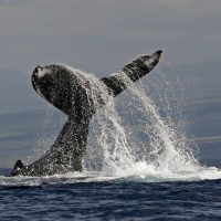 Sustainable Tours