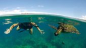 Great snorkel, kayaking and surfing lessons