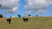 1.5 hour scenic horseback ride
