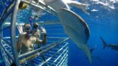 Amazing crew and an unforgettable experience. Must try!
