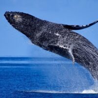 Holiday & Seasonal Tours