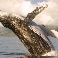 Boat Tours