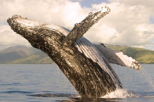 Whalewatch Sail Deluxe Tour from Lahaina