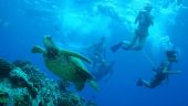 A fabulous way to swim with turtles!