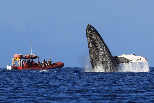 President's Day in Maui