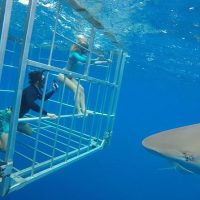Shark Diving