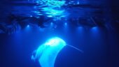 Manta ray night snorkel