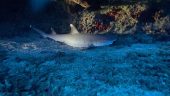 Night dives in Honolulu