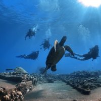 Shark Diving