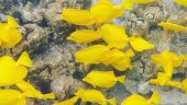 Great snorkeling