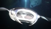 Larger group = more chances to see mantas!