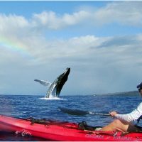 Swim with Dolphins