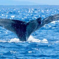 Dolphin & Whale Watching