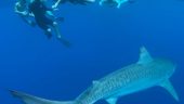 Shark Diving