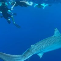 Dolphin & Whale Watching