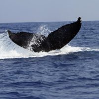 Photography Tours