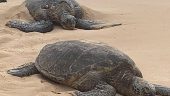 Day trip around Oahu