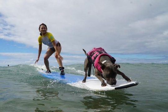 Surf with a Service Animal