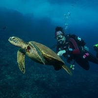 Holiday & Seasonal Tours