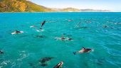 Best Captain Cook Snorkel Experience