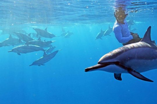 A legal private dolphin swim with sea-slide, upto 15 Passengers