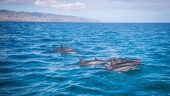 Saw Sharks