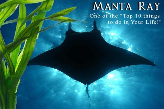 Big Island, Kona Manta Ray Night Snorkel- Small Group