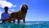 Surfing Memories