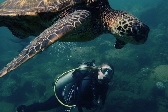 Kauai's Ultimate South Shore 2 Tank Dive (Certified Divers Only)