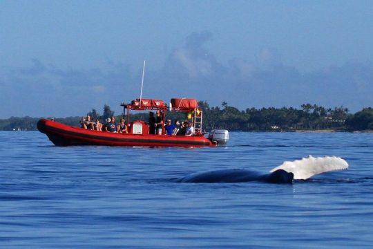 Maui Whale-Watching Tour by Raft from Kihei