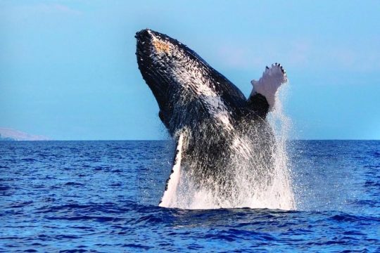 Whale Watching Tour: Whales guaranteed in Kona Waikoloa