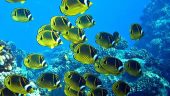 Epic Ocean Snorkeling Adventure for Families