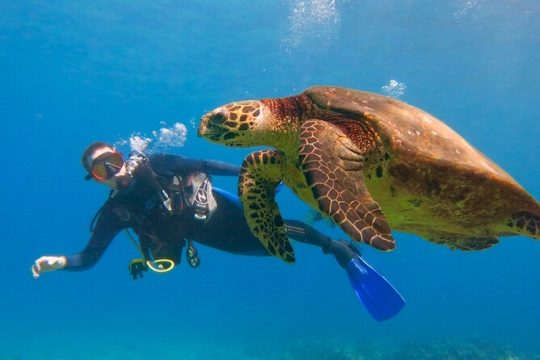 Intro to Scuba Diving in Lahaina (Swimming Ability Required)