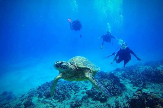 DISCOVER Scuba Diving Experience in Honolulu
