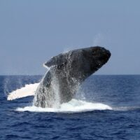 Holiday & Seasonal Tours