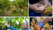 Tasting chocolate on the farm