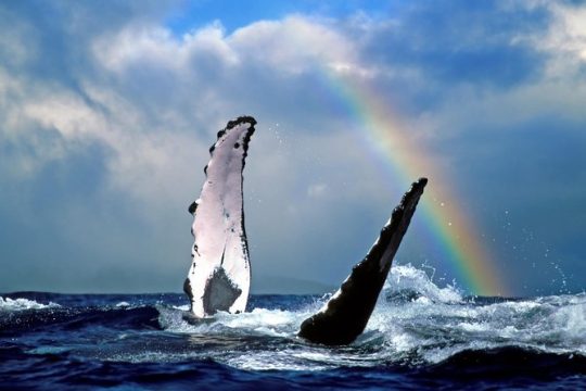 Kawaihae Whale Watch - Guaranteed