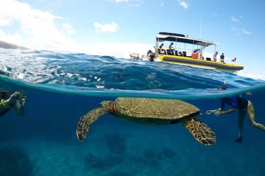 Ultimate 4 Hour Snorkel from Lahaina Harbor