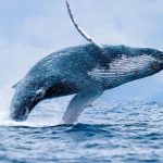 Ocean Tours
