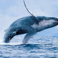 Dolphin & Whale Watching