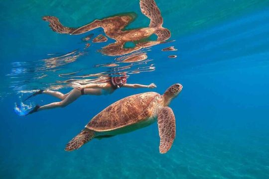 Turtle Snorkeling plus Thrilling 30ft jump or dive