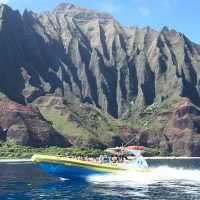 Dolphin & Whale Watching
