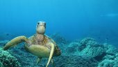 Incredible Capt Cook Snorkel