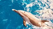 Terrific snorkeling and awesome guides !!