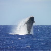 Holiday & Seasonal Tours