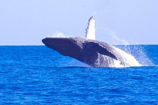 Kauai's Ultimate WEST SIDE Whale & Dolphin Zodiac Boat Adventure