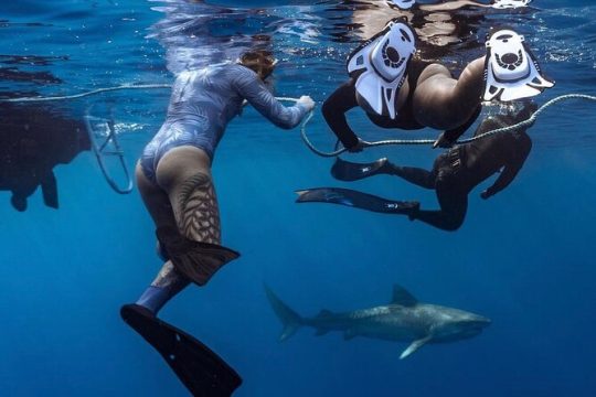 Oahu Shark Dive (no cage)