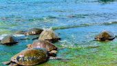 🐢🌺 An Unforgettable Hawaiian Adventure with Uncle Johnny! 🌺🐢