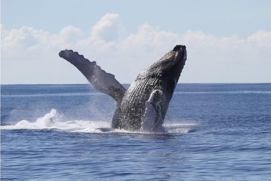 Whale Watch Cruise aboard the Majestic by Atlantis Cruises